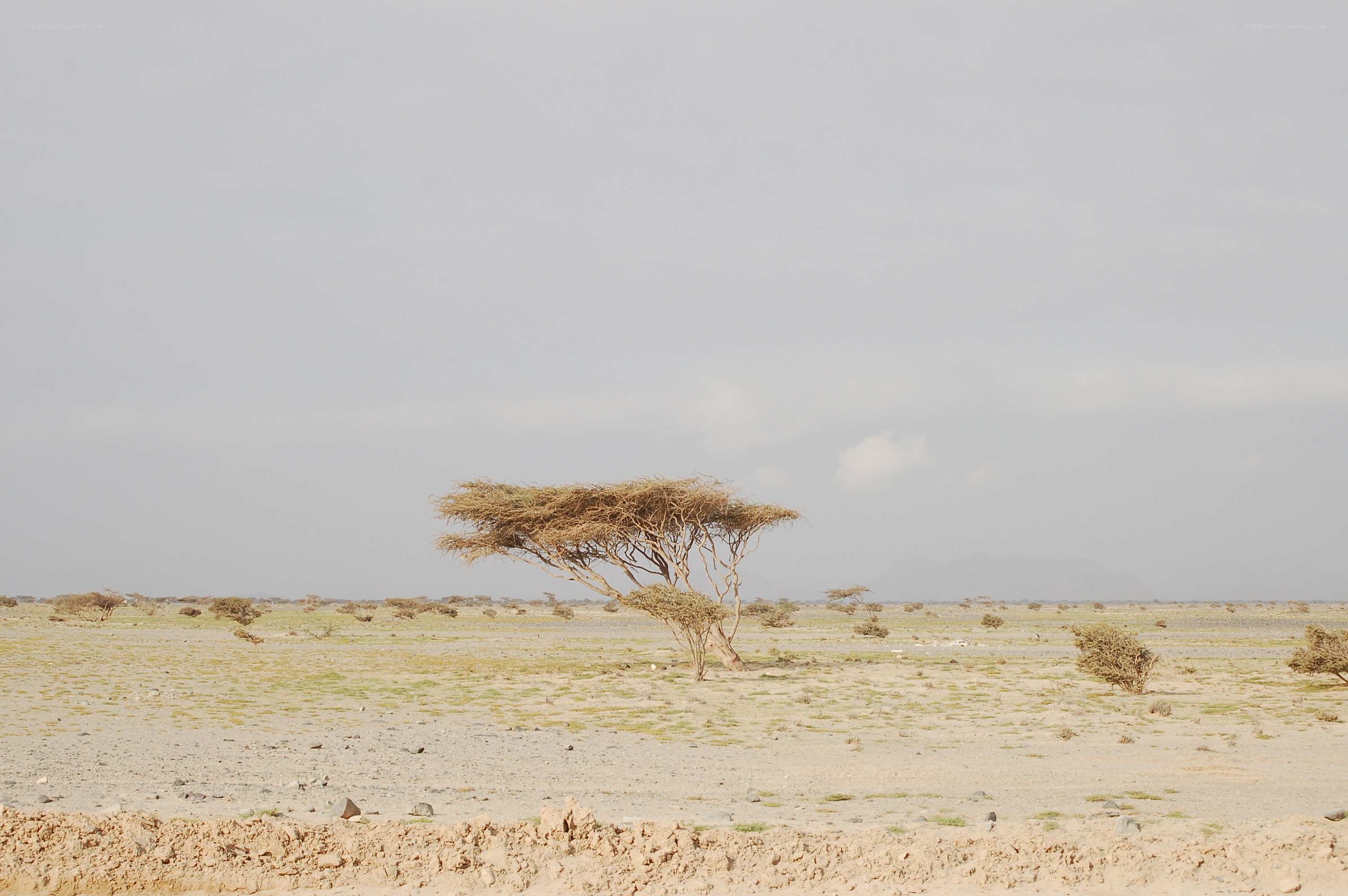 Desert landscape with acacia tree