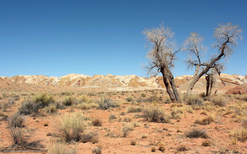 Desert landscape with bare trees