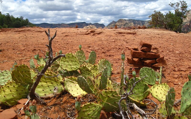 Desert landscape with cacti