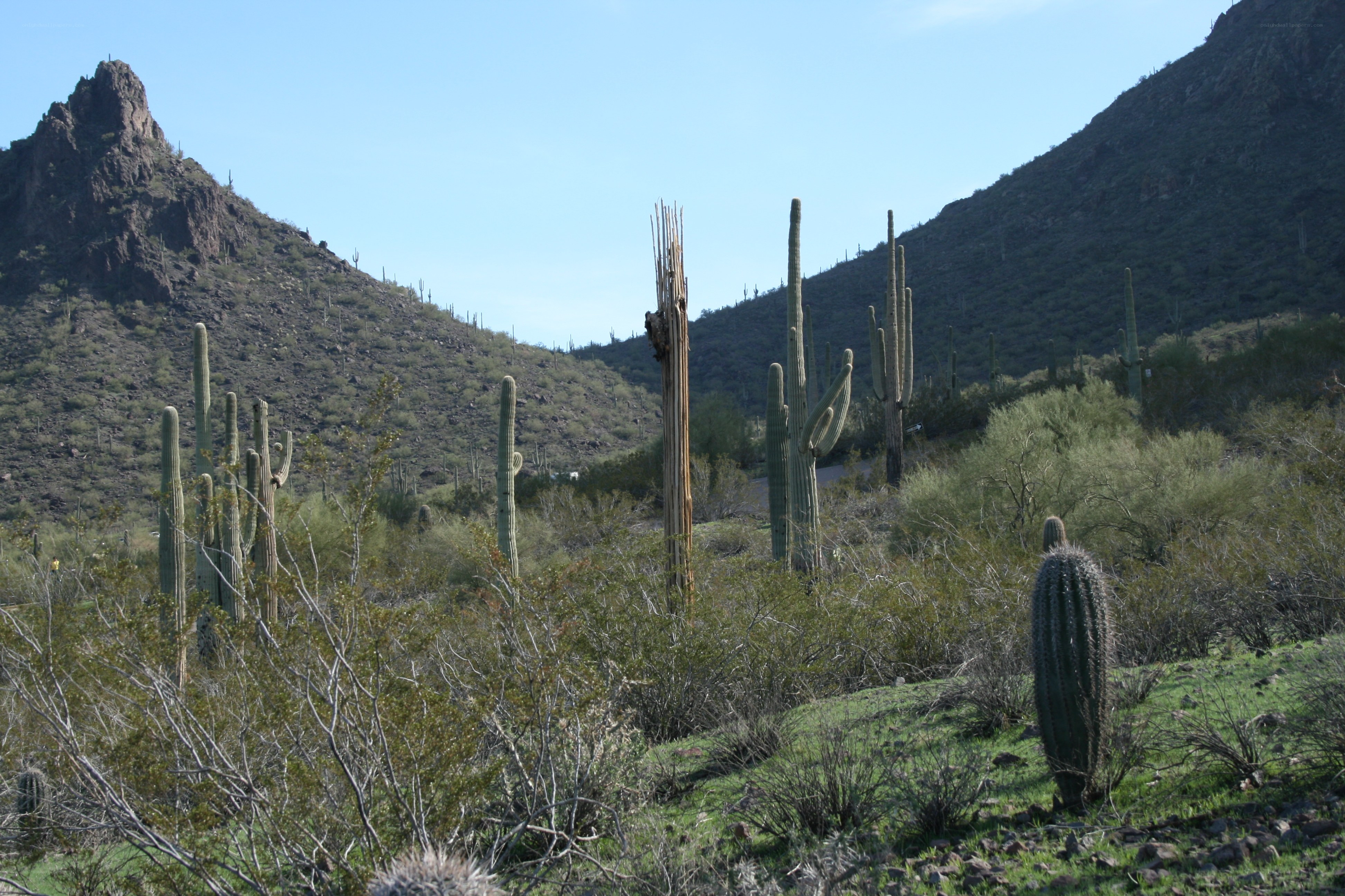Desert landscape with cacti