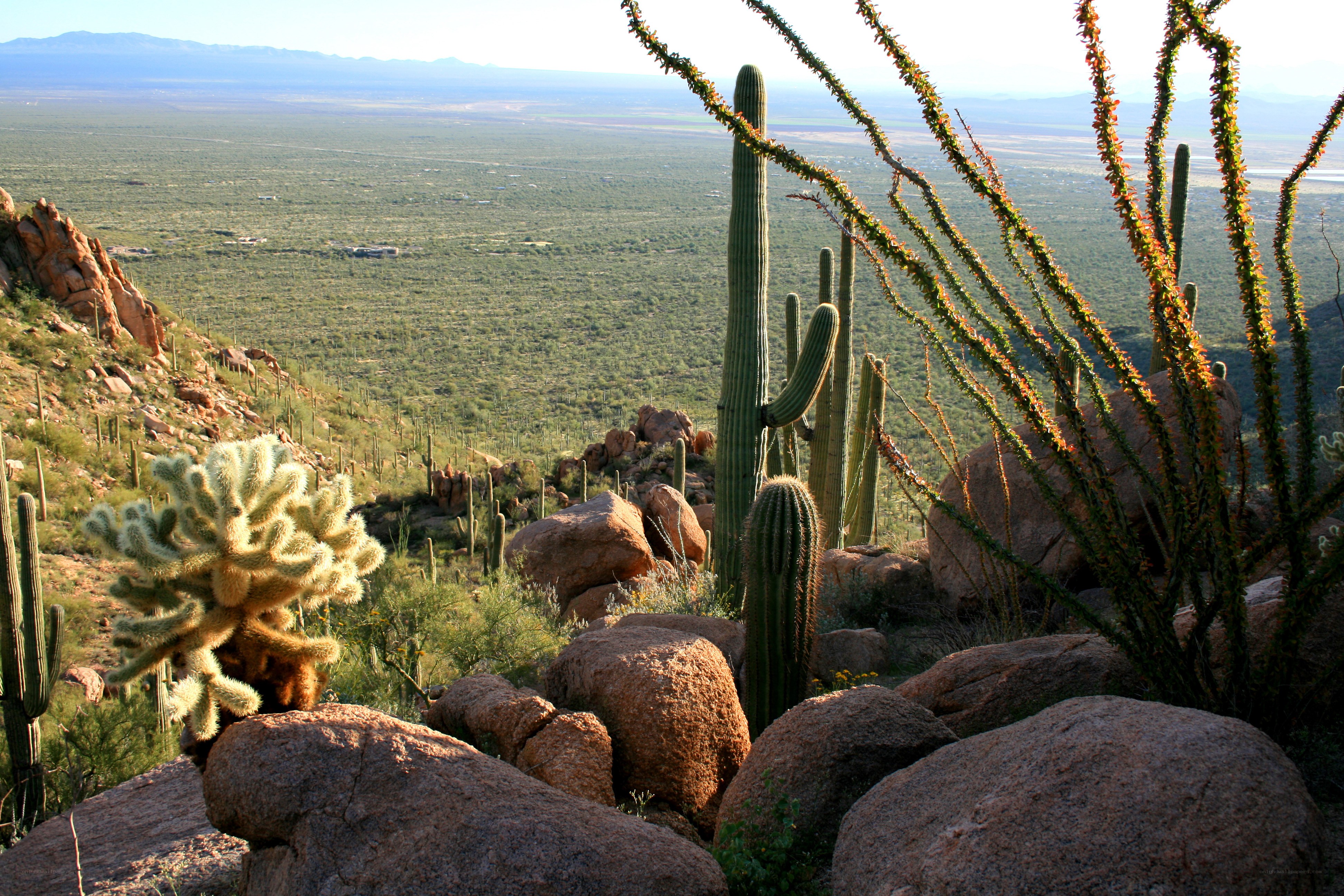 Desert landscape with cacti