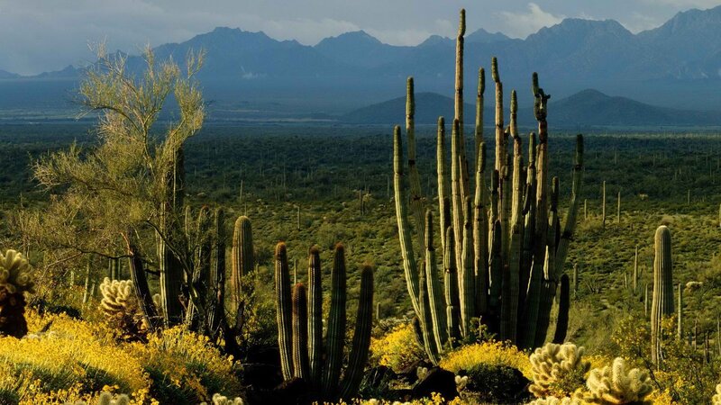 Desert landscape with cacti
