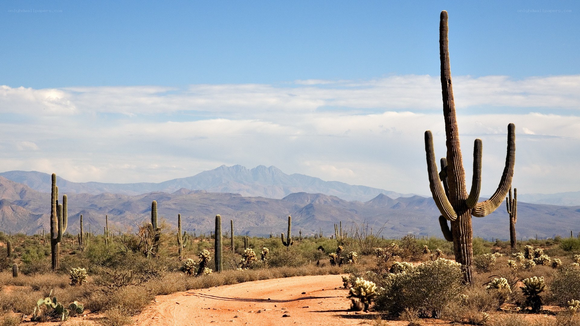Desert landscape with cacti