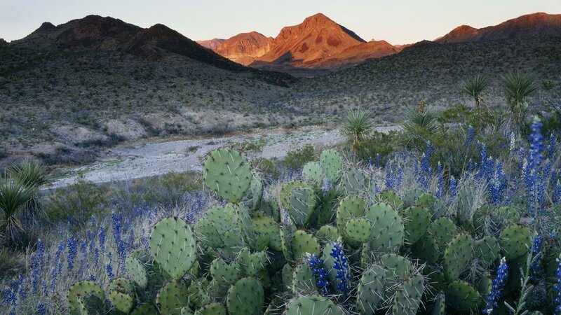 Desert landscape with cacti and mountains