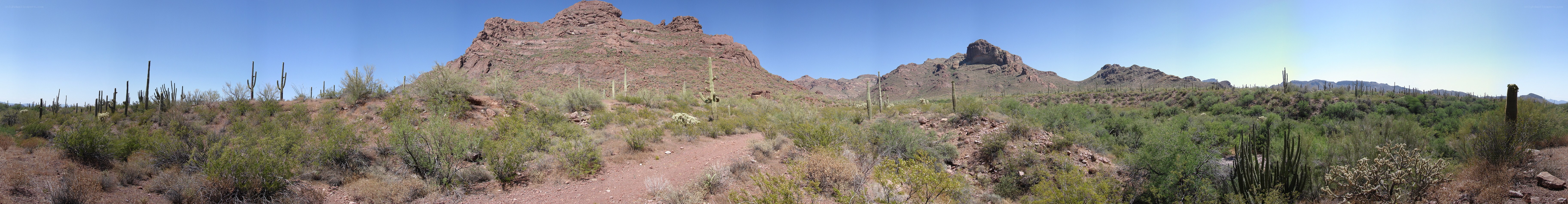 Desert landscape with cacti and mountains