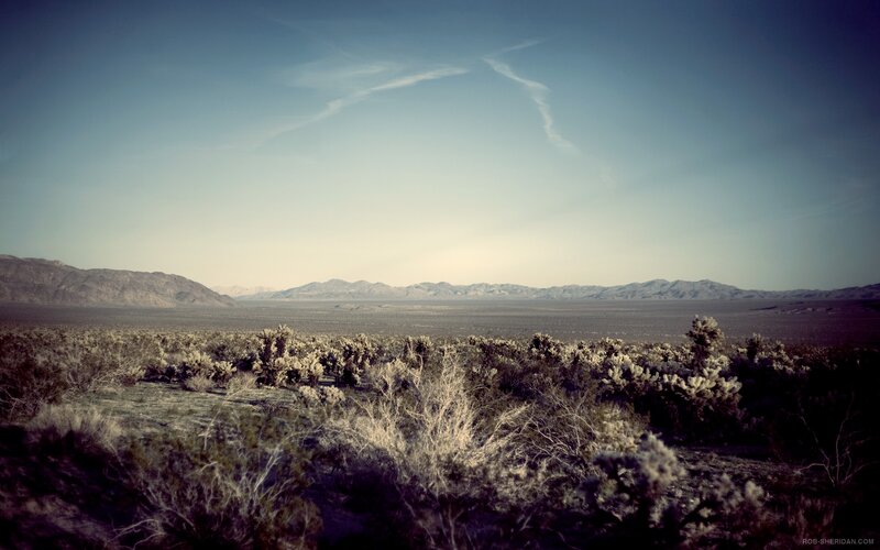 Desert Landscape with Cacti — Blue, Serene, Afternoon