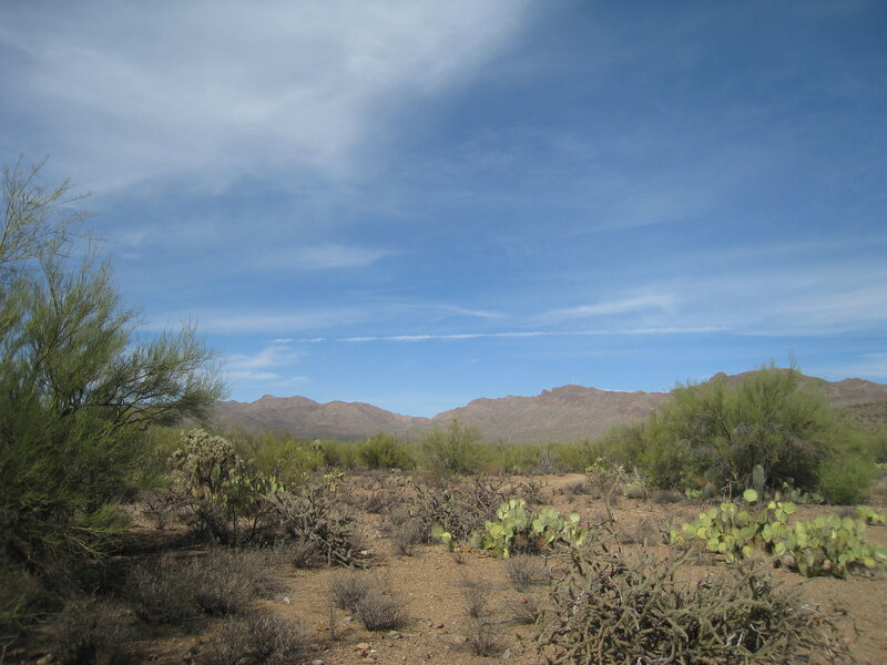 Desert Landscape with Cacti — Blue, Serene