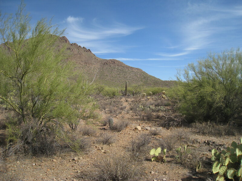 Desert Landscape with Cacti — Blue
