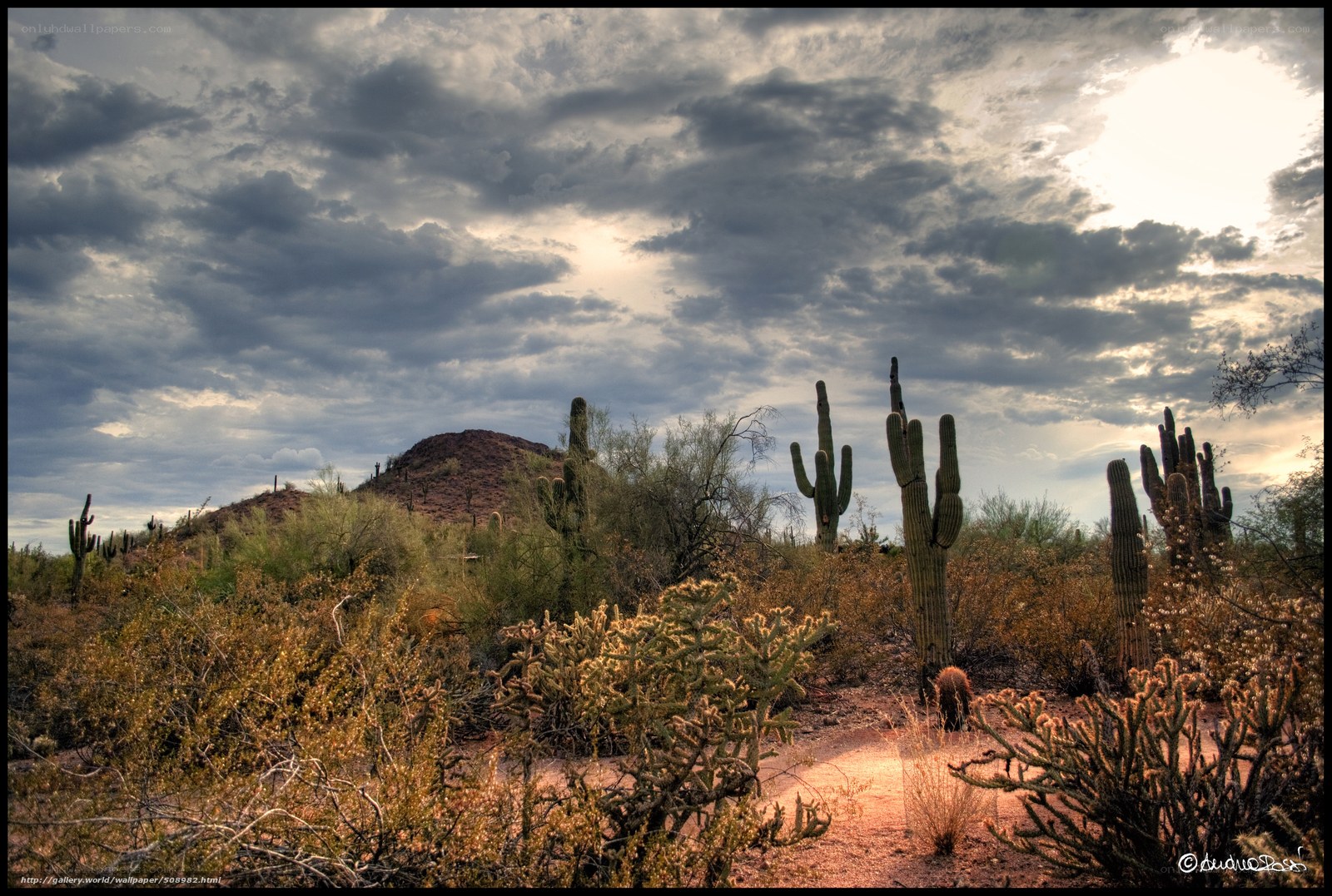Desert landscape with cacti