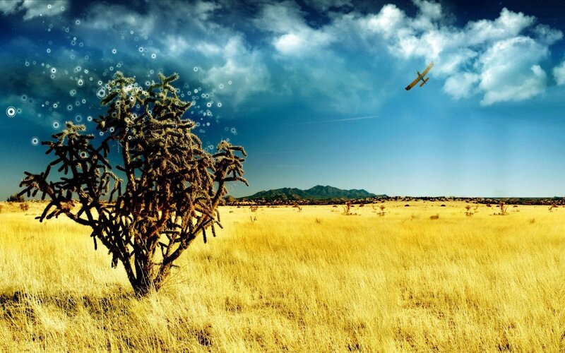 Desert landscape with cactus and airplane