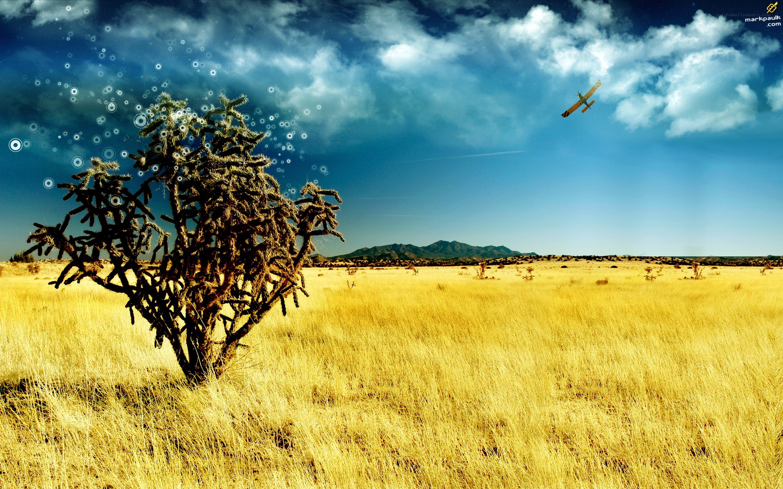Desert landscape with cactus and plane