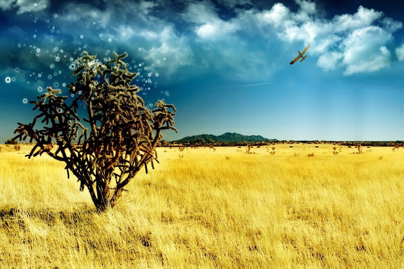 Desert landscape with cactus and plane