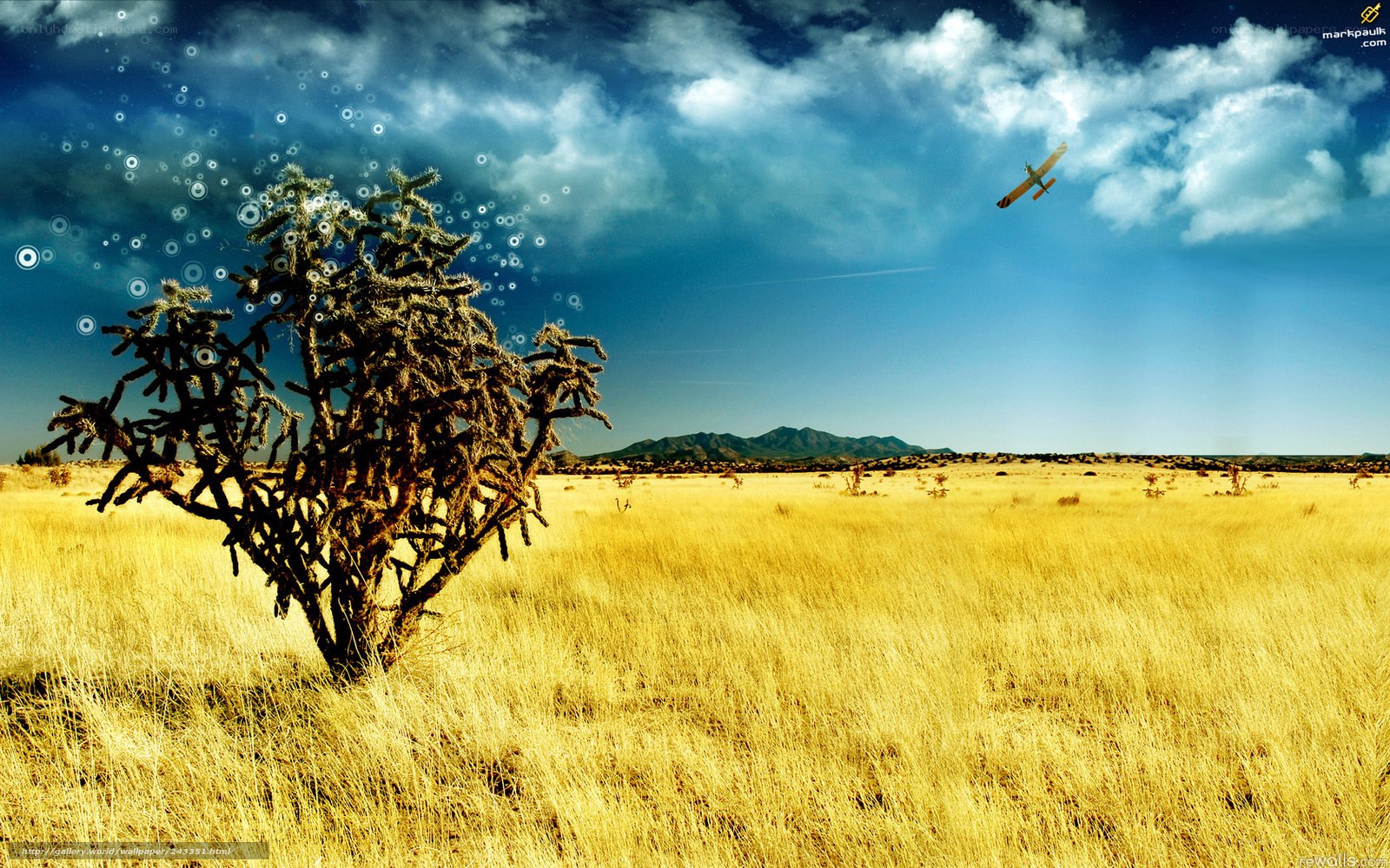 Desert landscape with cactus and plane