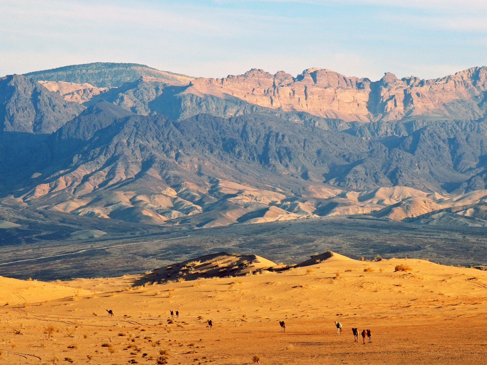 Desert landscape with camels