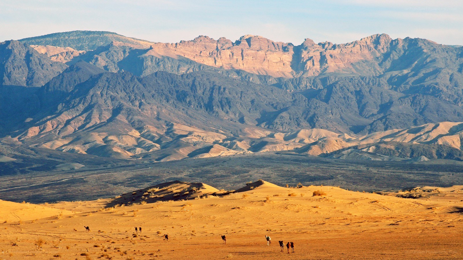 Desert landscape with camels