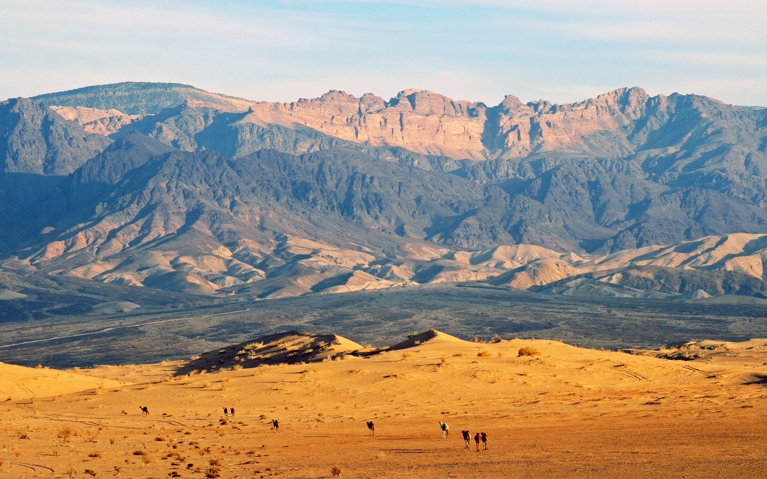 Desert landscape with camels