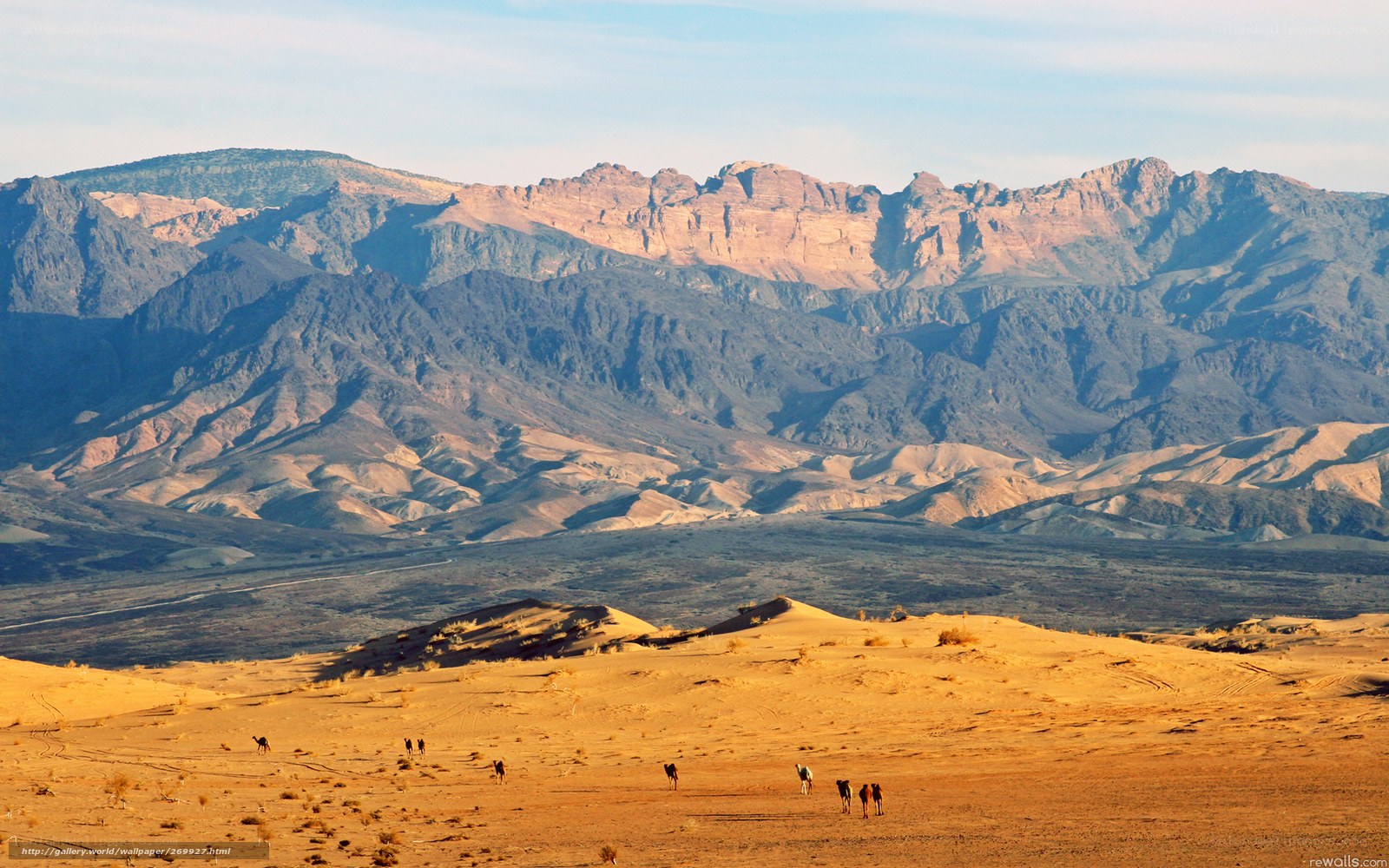 Desert landscape with camels