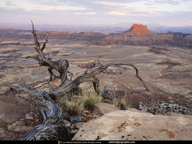 Desert landscape with dead tree