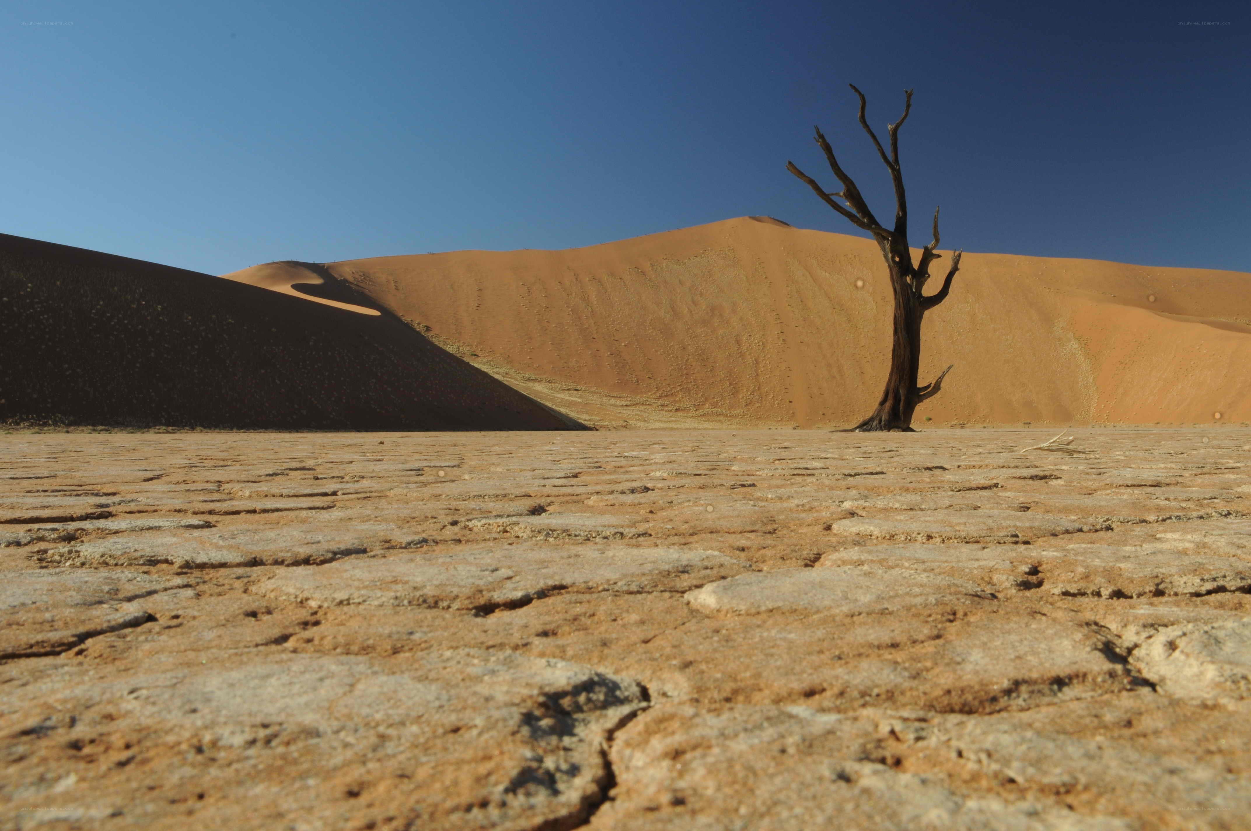 Desert landscape with dead tree