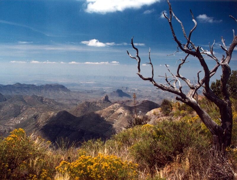 Desert landscape with dead tree