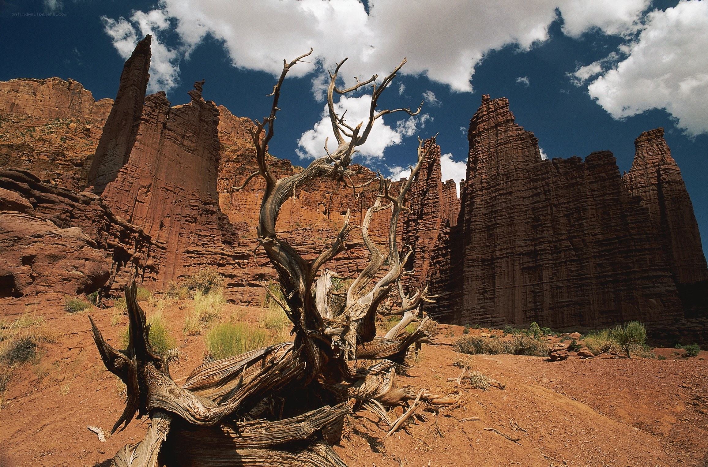 Desert landscape with dead tree
