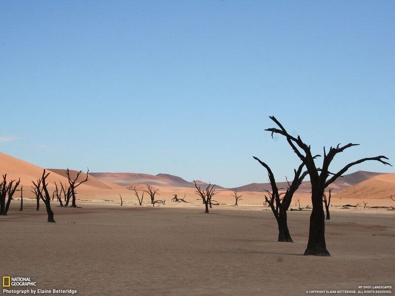 Desert landscape with dead trees