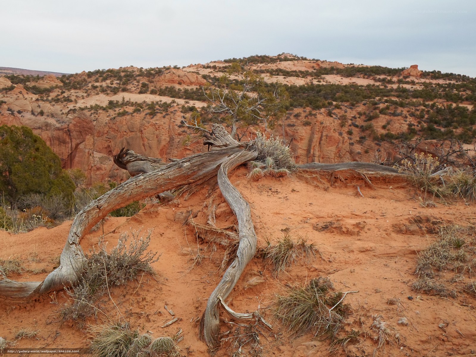 Desert landscape with fallen tree