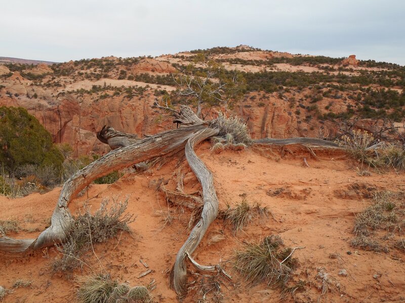 Desert landscape with fallen tree