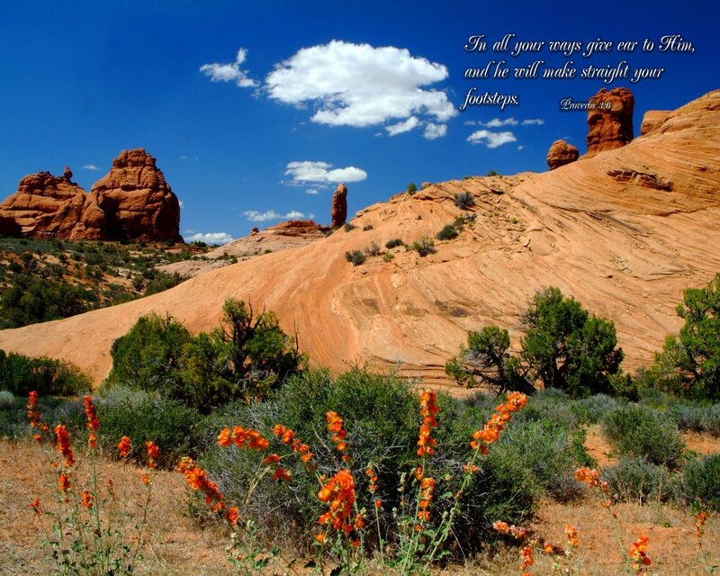 Desert landscape with flowers