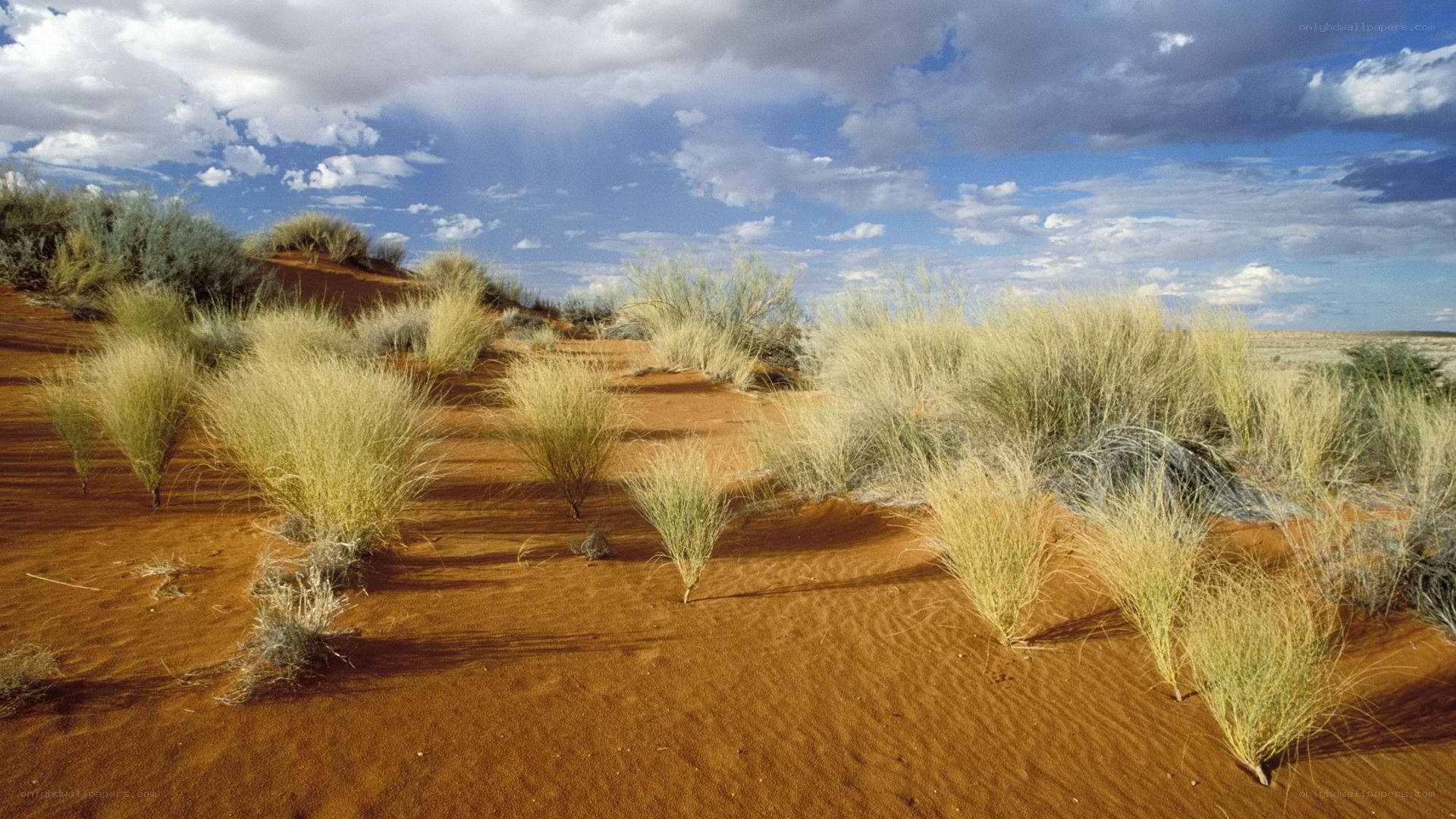 Desert landscape with grasses