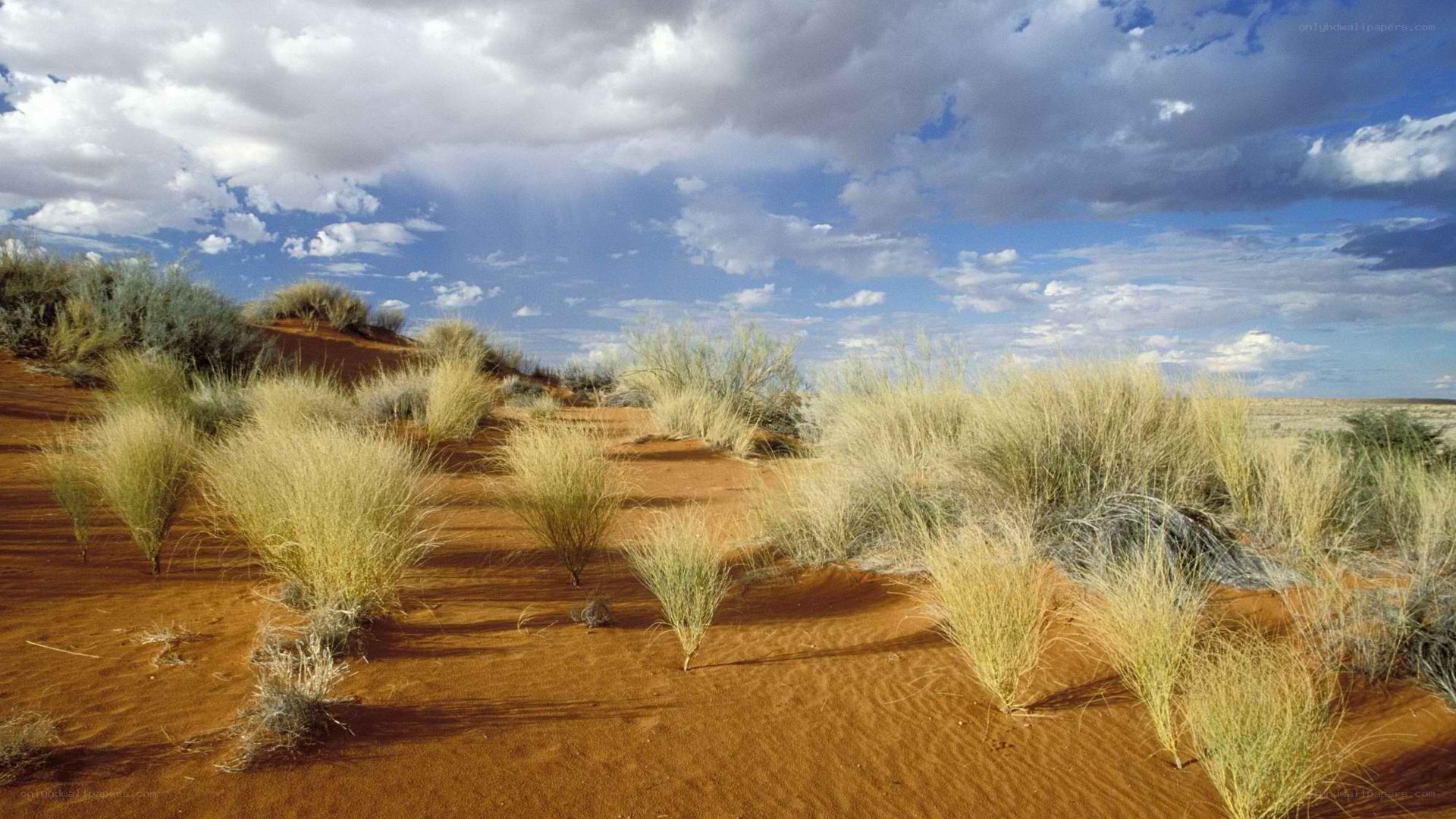 Desert landscape with grasses