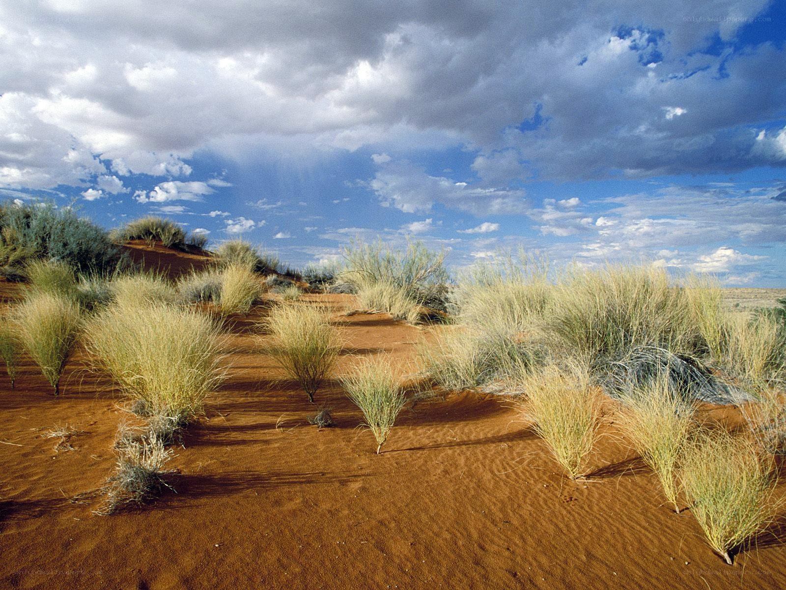 Desert landscape with grasses