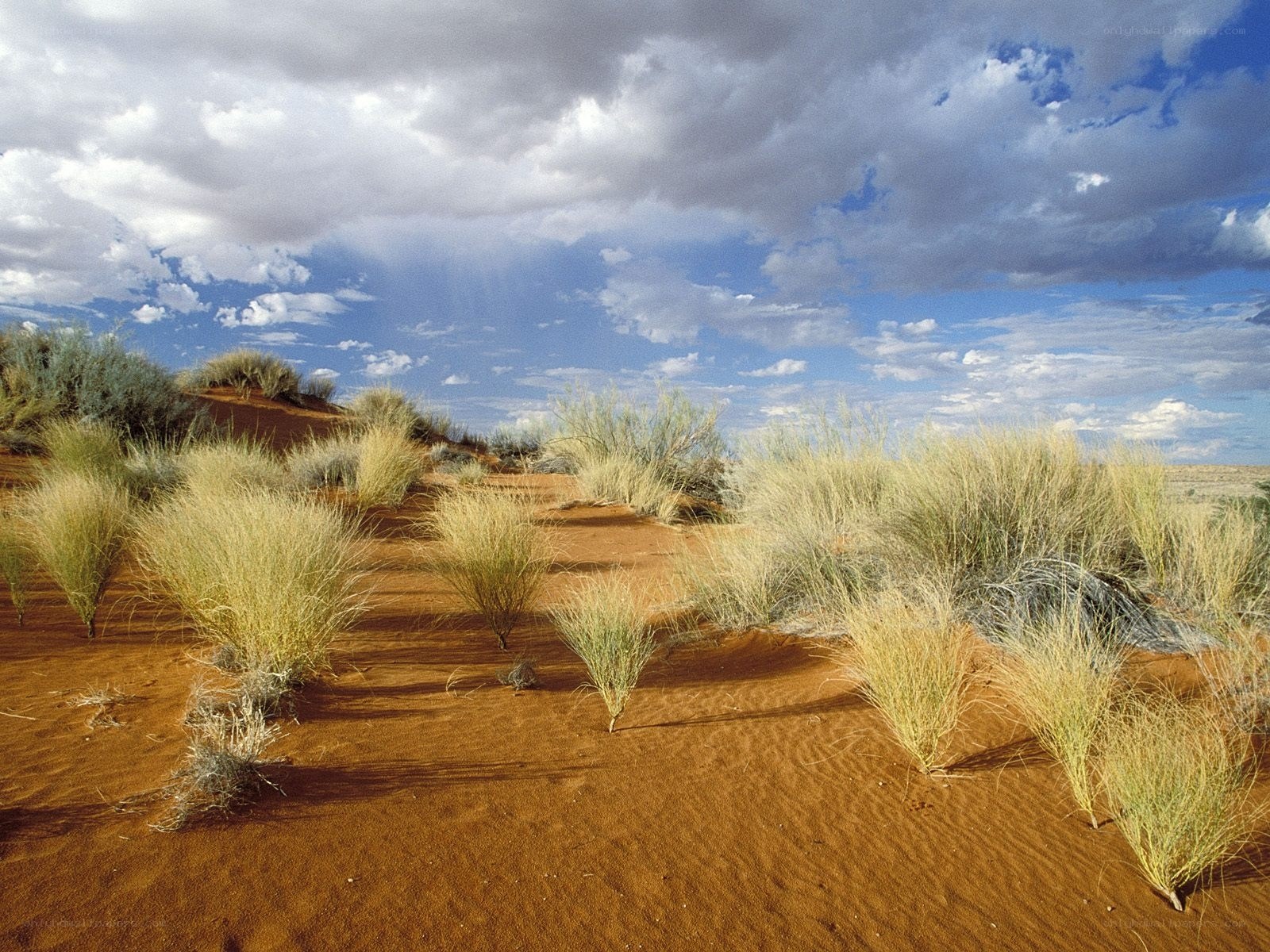 Desert landscape with grasses