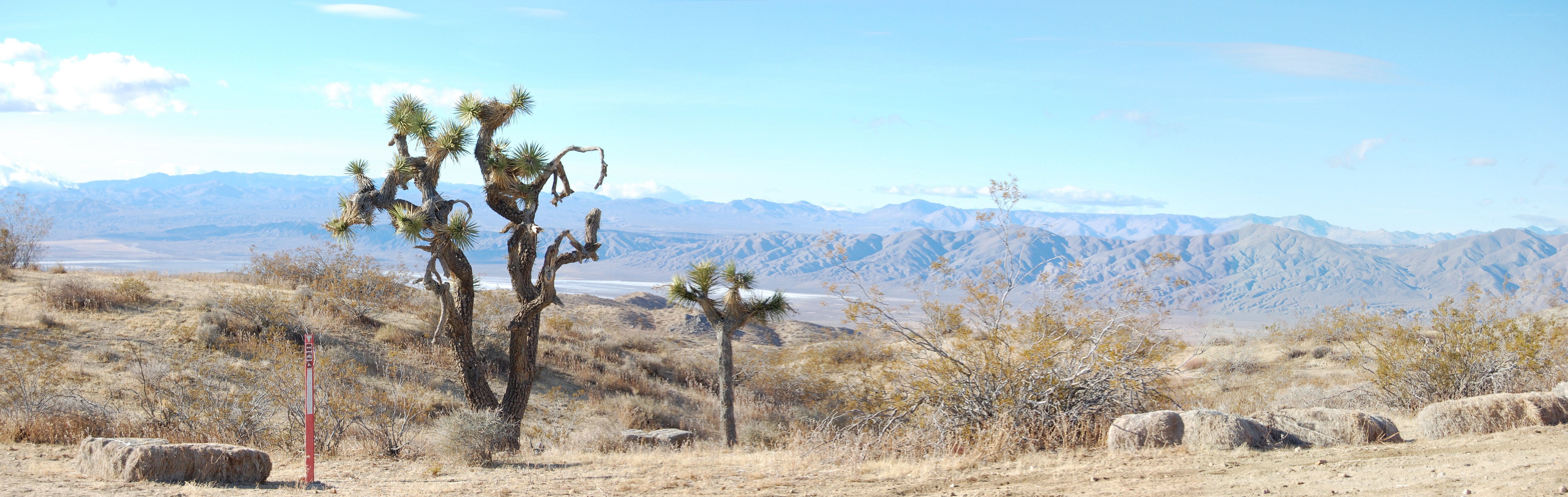 Desert landscape with Joshua trees