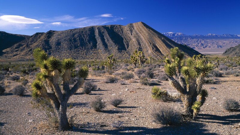 Desert landscape with Joshua trees
