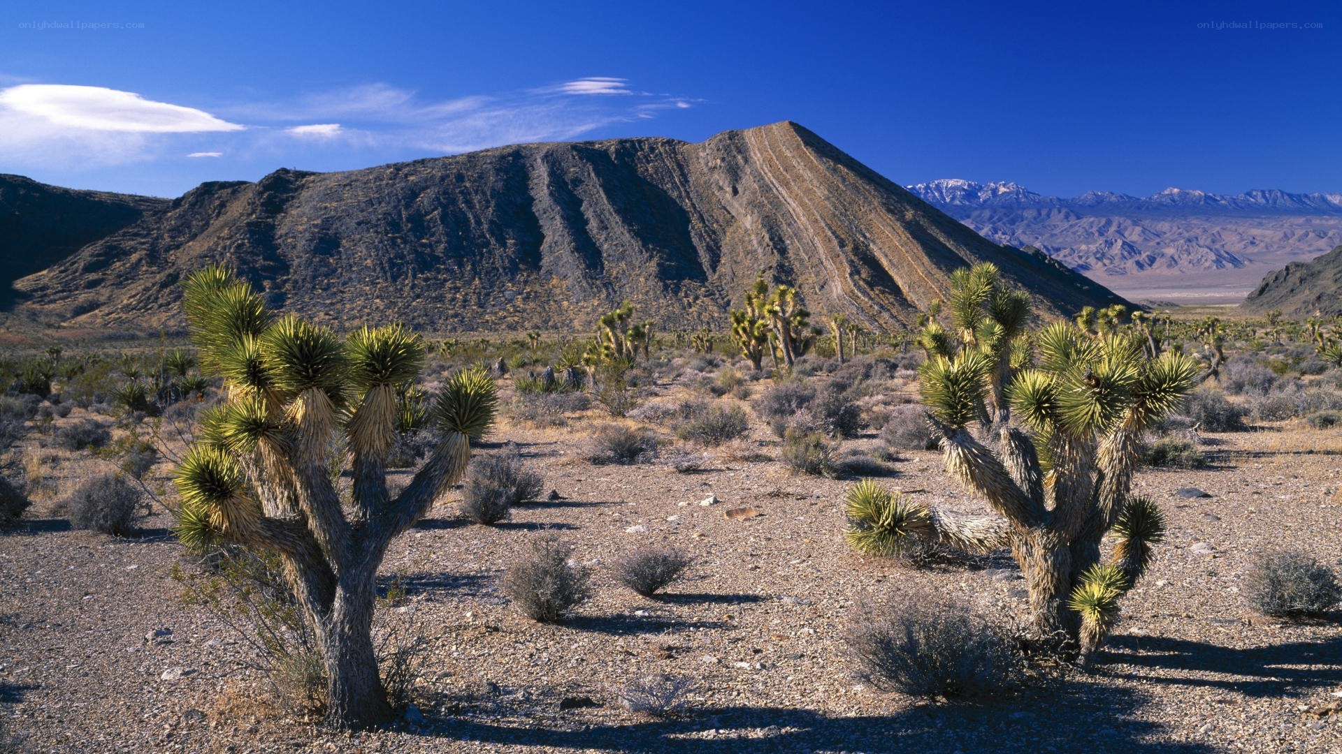 Desert landscape with Joshua trees