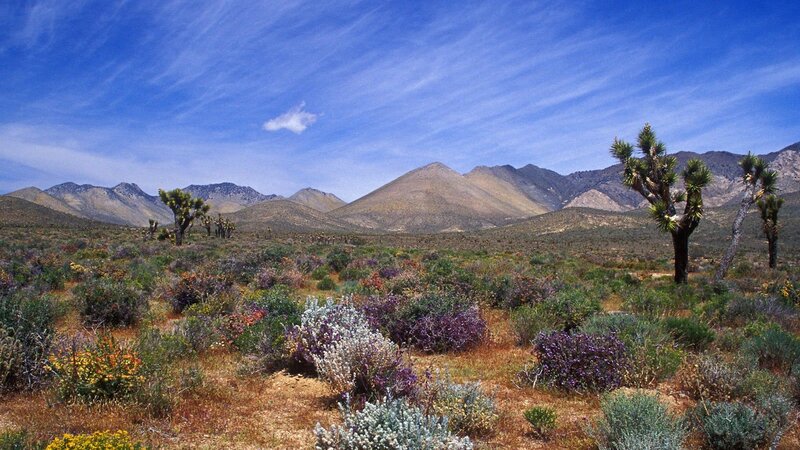 Desert landscape with Joshua trees
