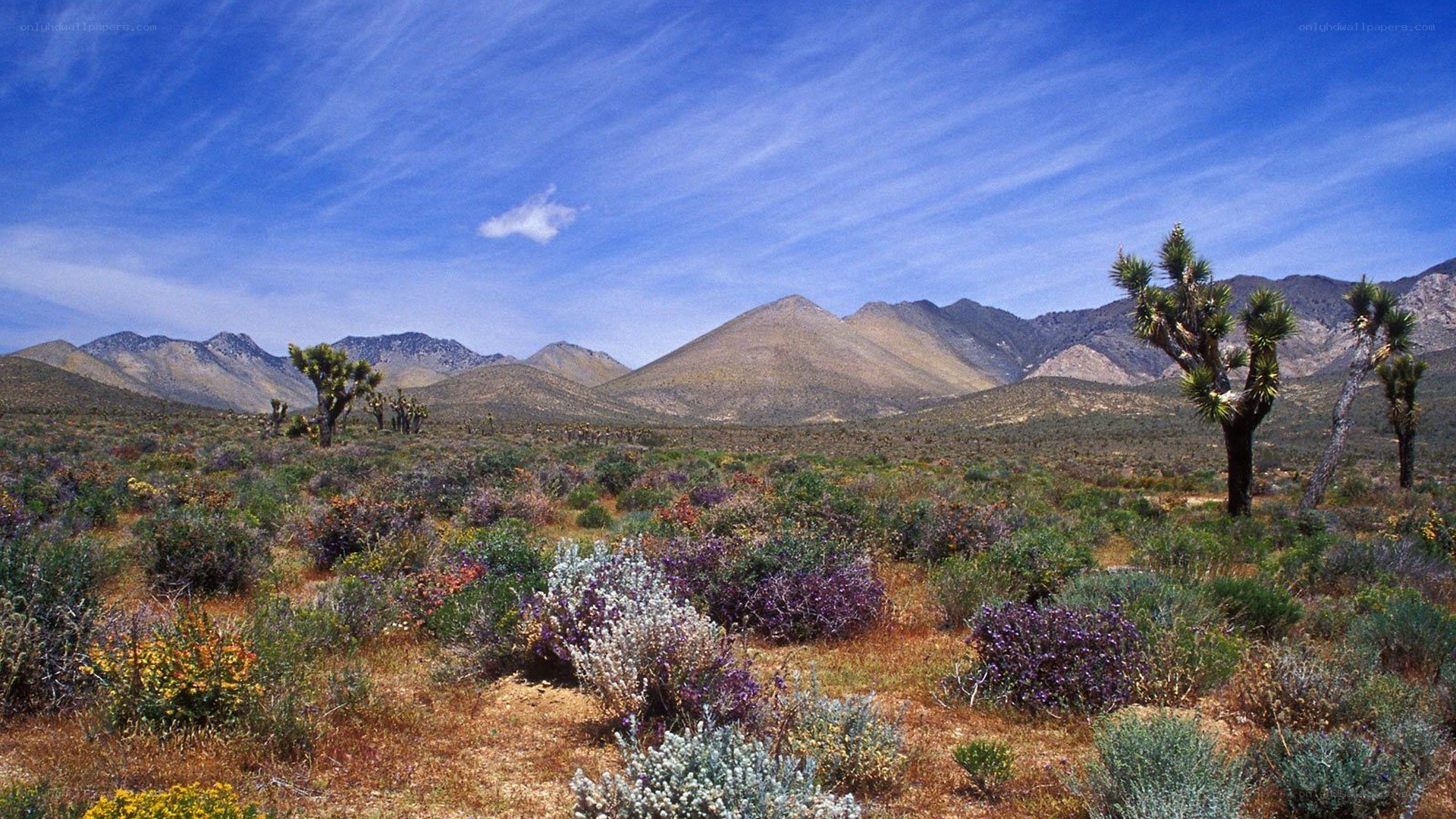 Desert landscape with Joshua trees