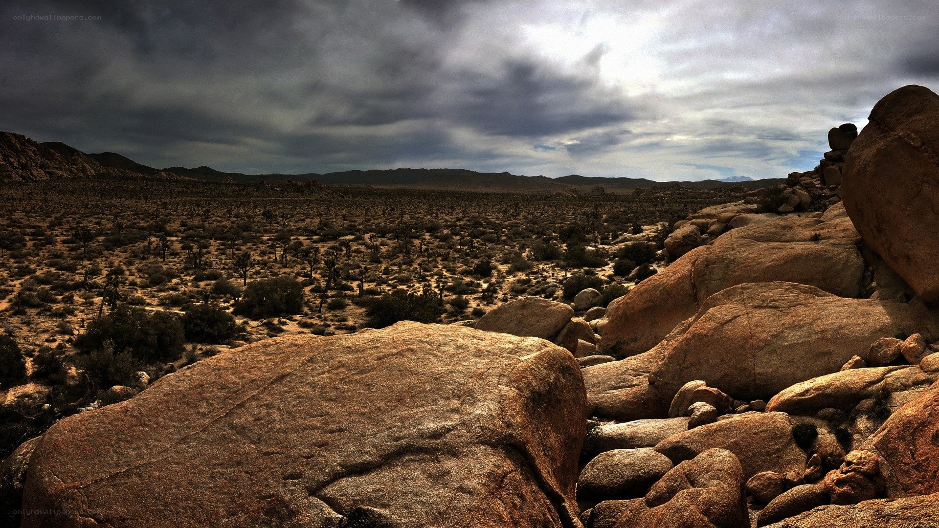 Desert landscape with Joshua trees