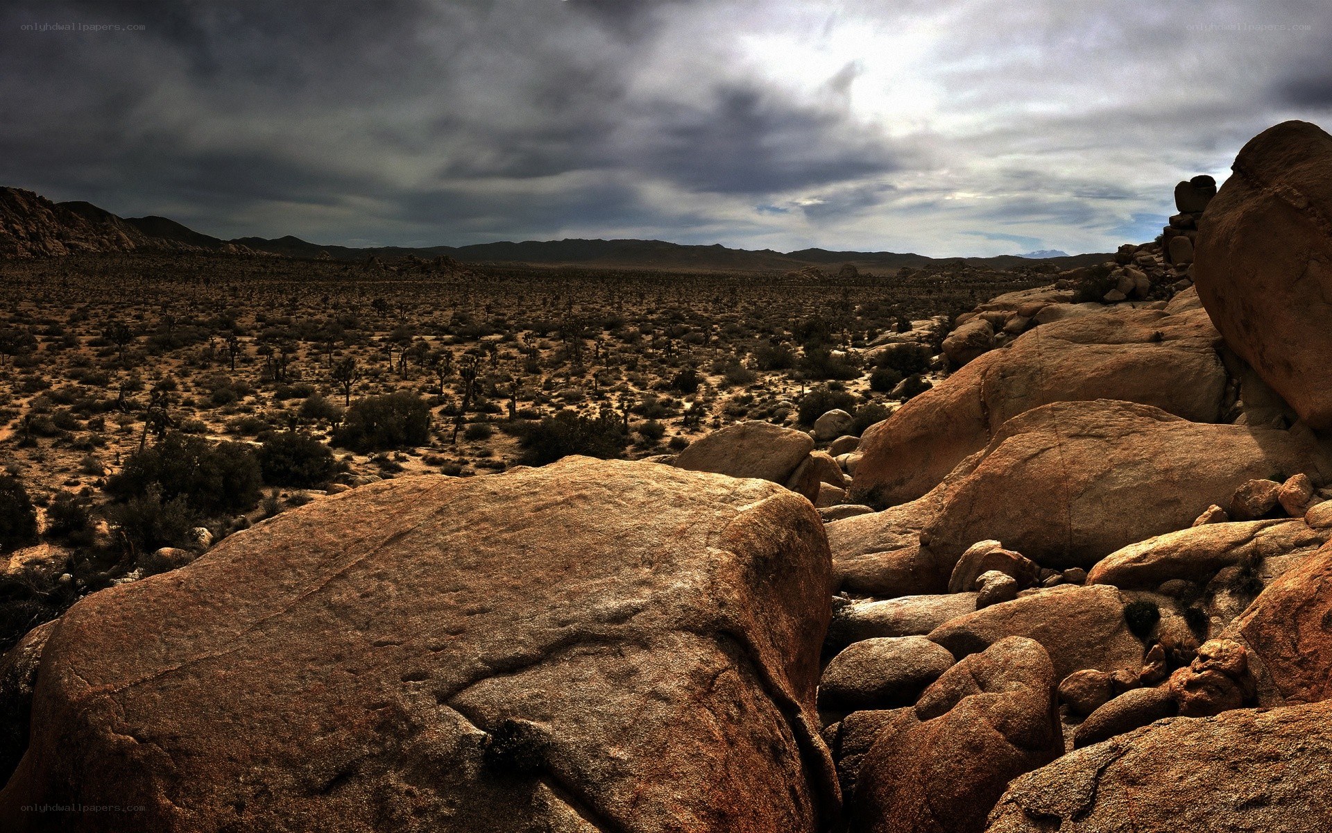 Desert landscape with Joshua trees