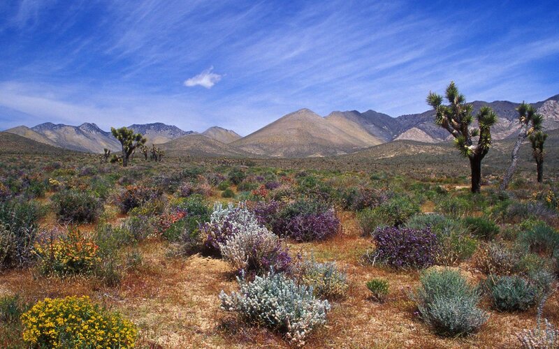 Desert Landscape with Joshua Trees — Blue, Arid