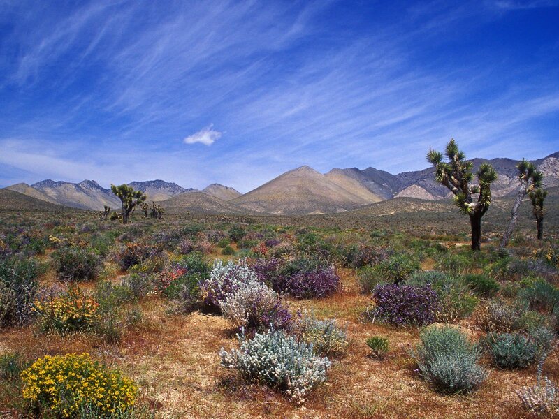Desert Landscape with Joshua Trees — Blue, Serene, Afternoon, Photograph