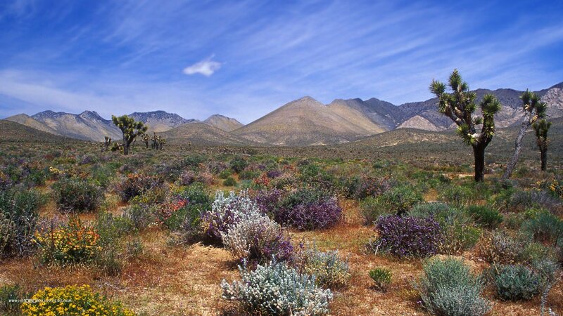 Desert Landscape with Joshua Trees — Blue