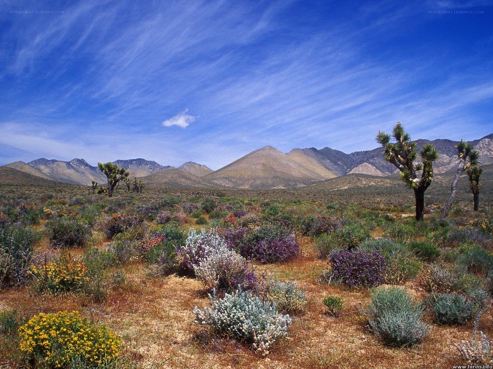 Desert landscape with Joshua trees