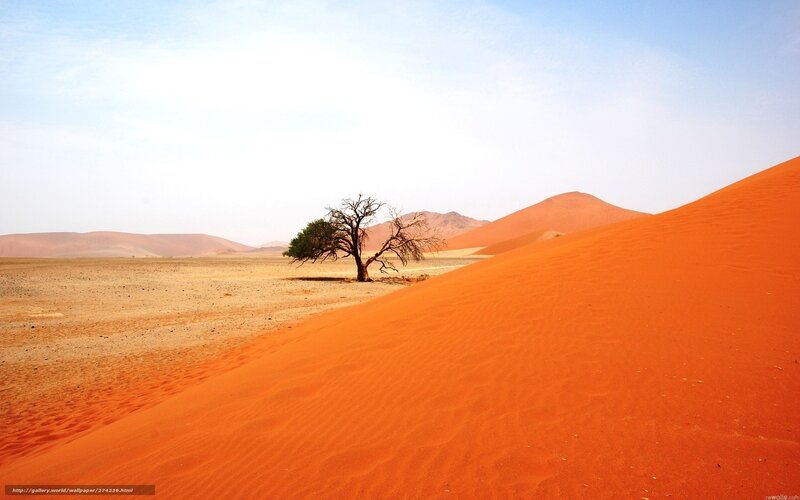 Desert landscape with lone tree