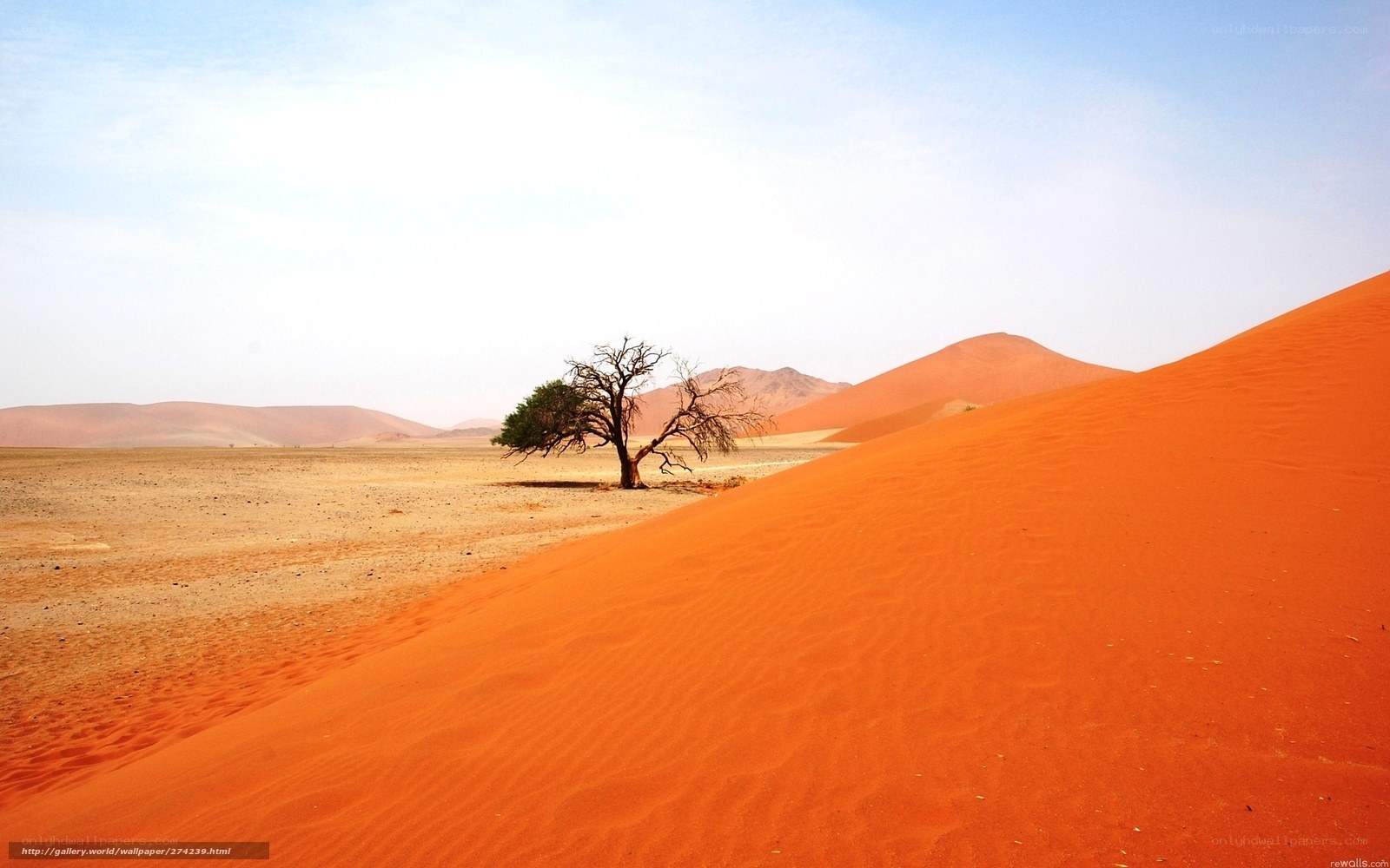 Desert landscape with lone tree