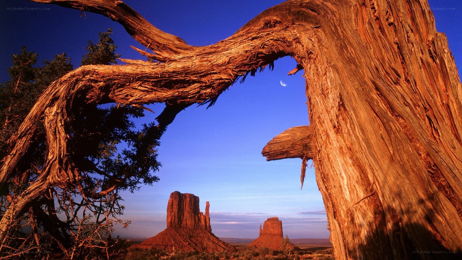 Desert landscape with moon