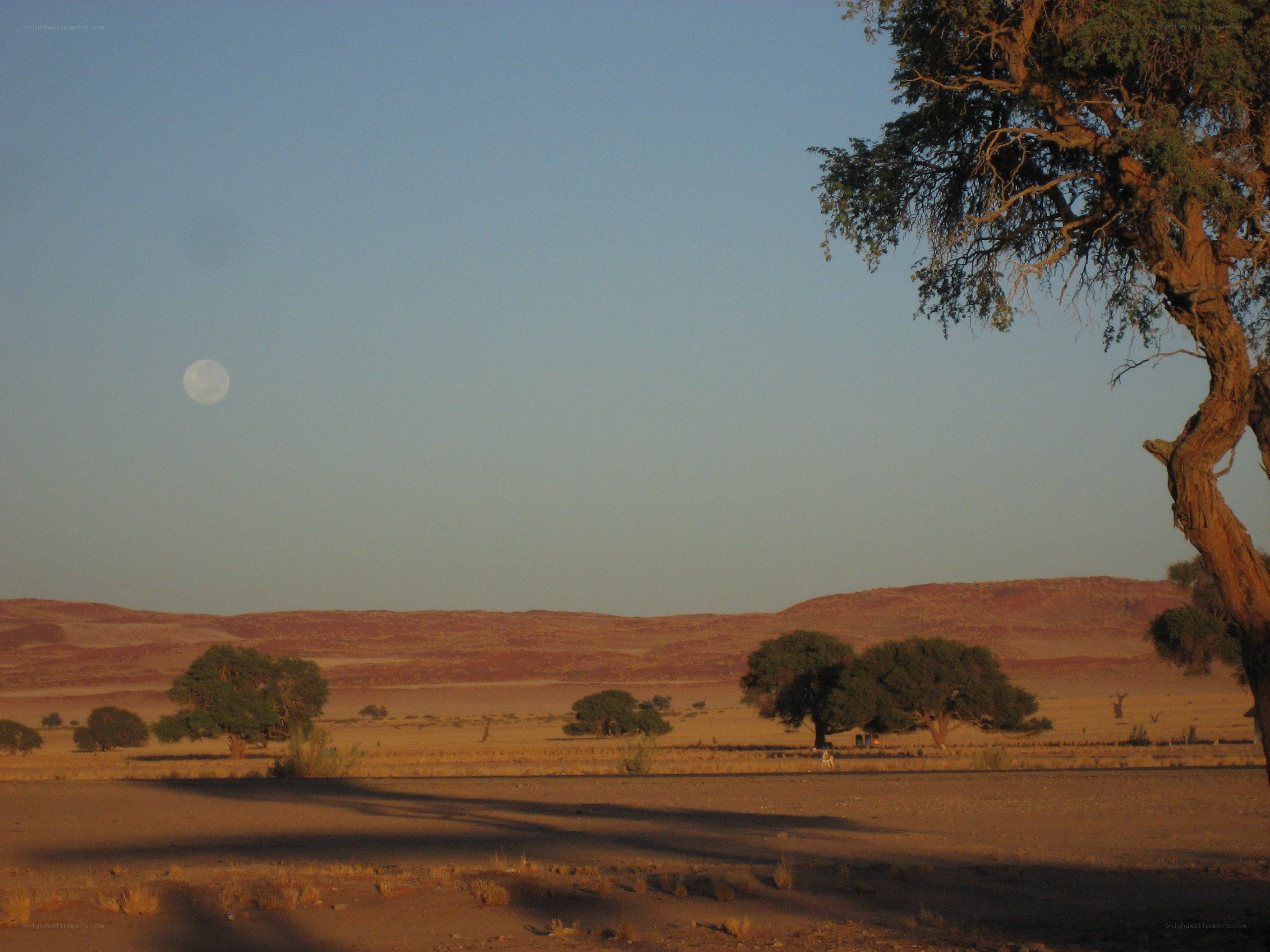 Desert landscape with moon