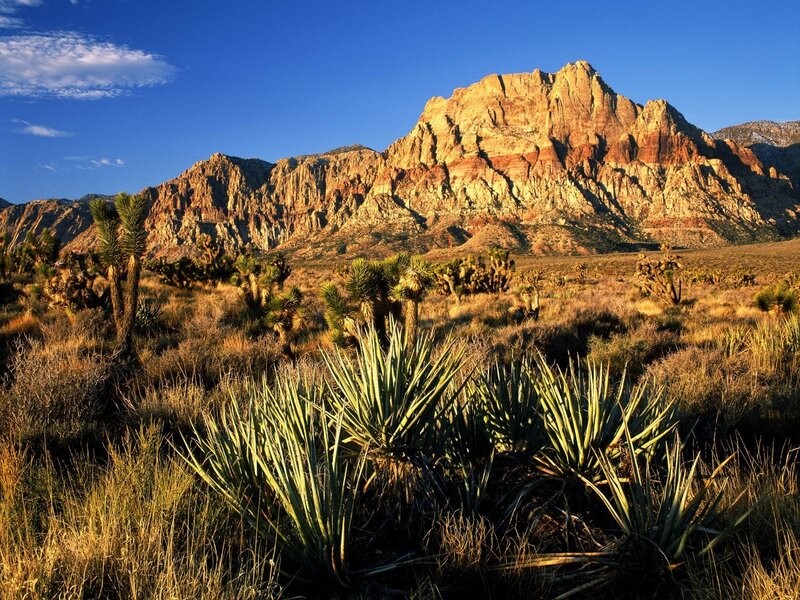 Desert Landscape with Mountains — Blue, Serene, Afternoon, Photograph, Cacti