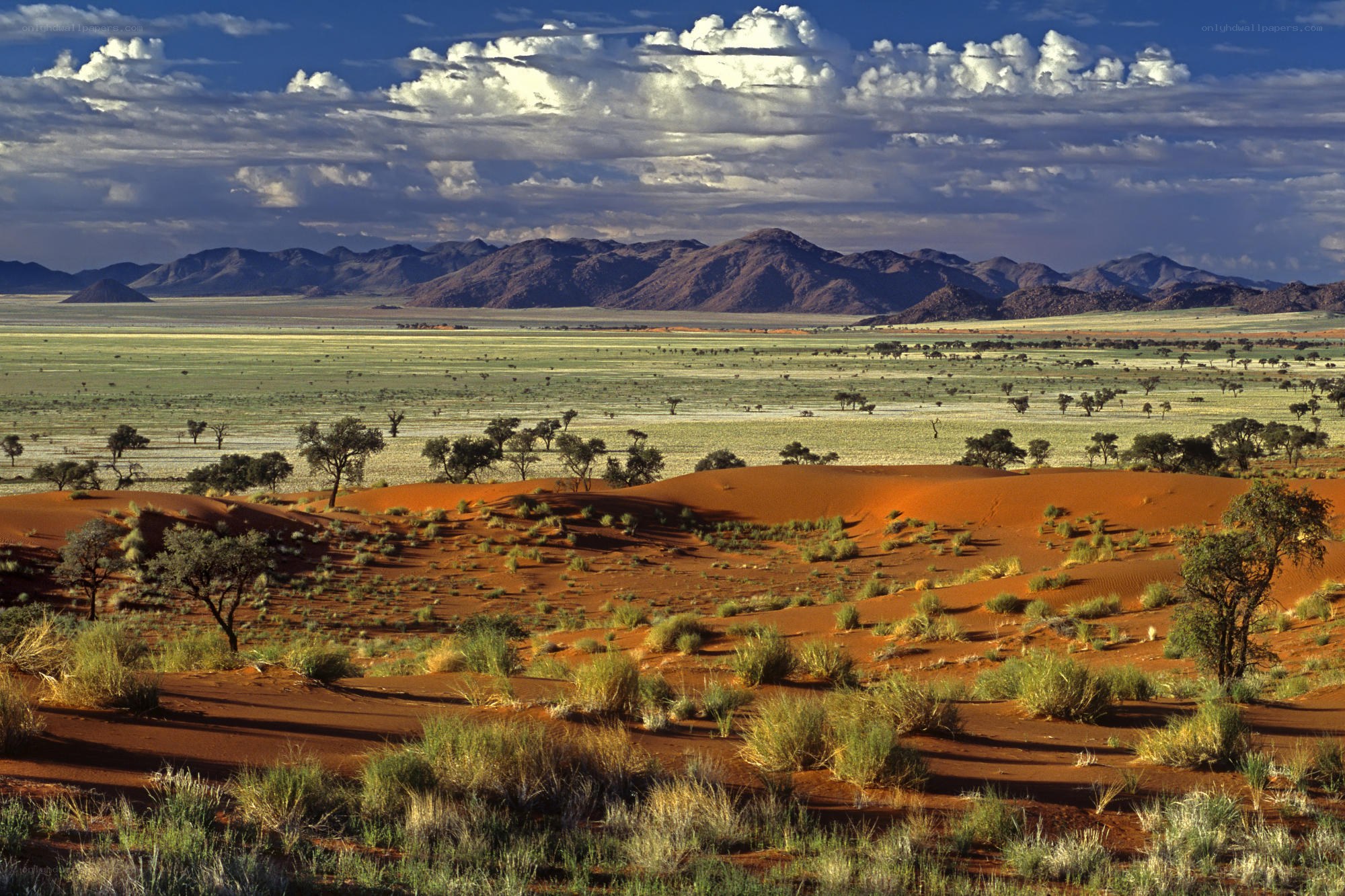 Desert landscape with red dunes